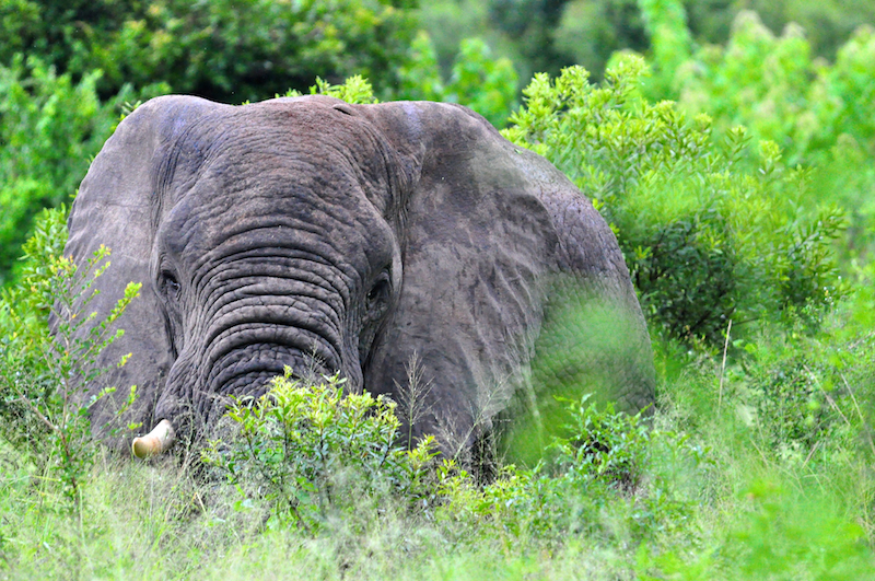 Melanie Heinrich - travel images - Lion Sands Private Game Reserve